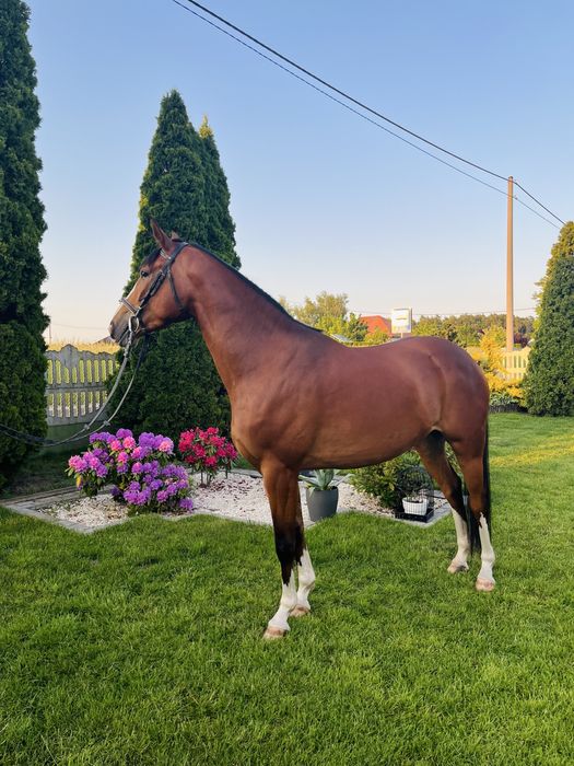 Klacz wielkopolska 4 lata