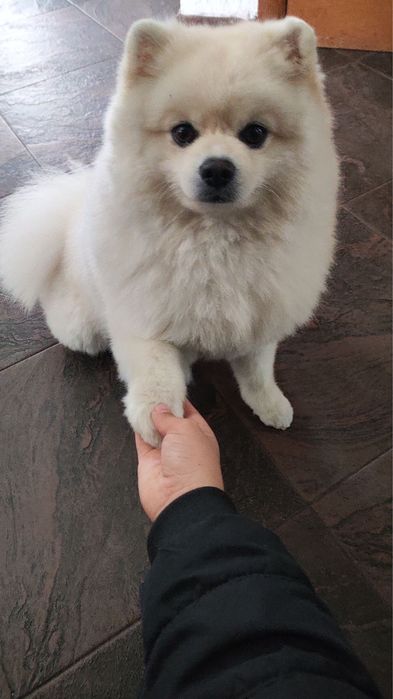 Вʼязка померанський шпіц