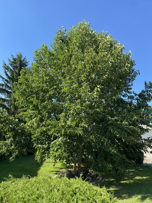Magnolia drzewiasta nasiona magnolii 6x drzewo