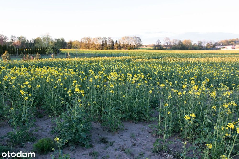 Działka budowlana 1 138 m² w spokojnej i pięknej okolicy - View 2