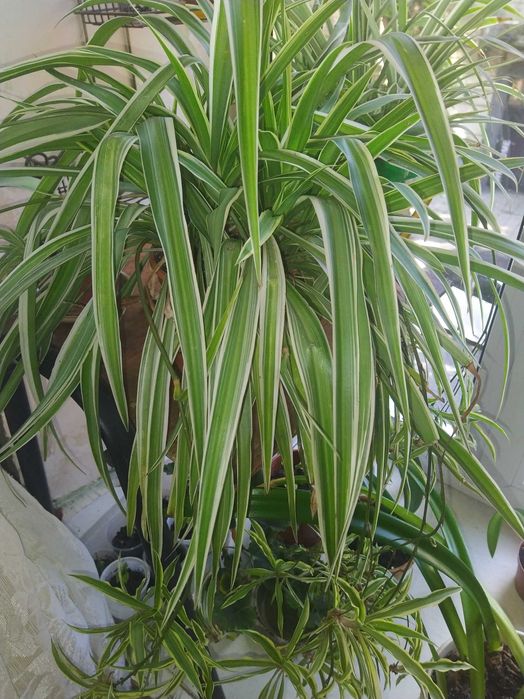 Цветок хлорофитум.