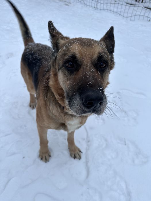 Owczarek niemiecki szuka domu - adoptuj