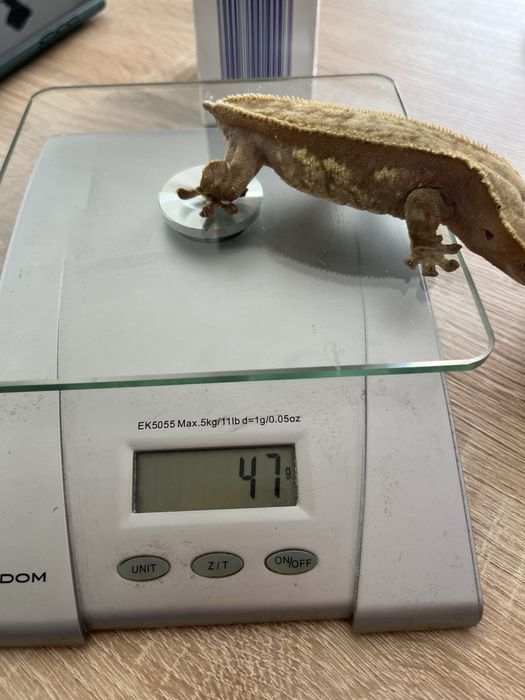 Gekony orzesione z wyposażeniem