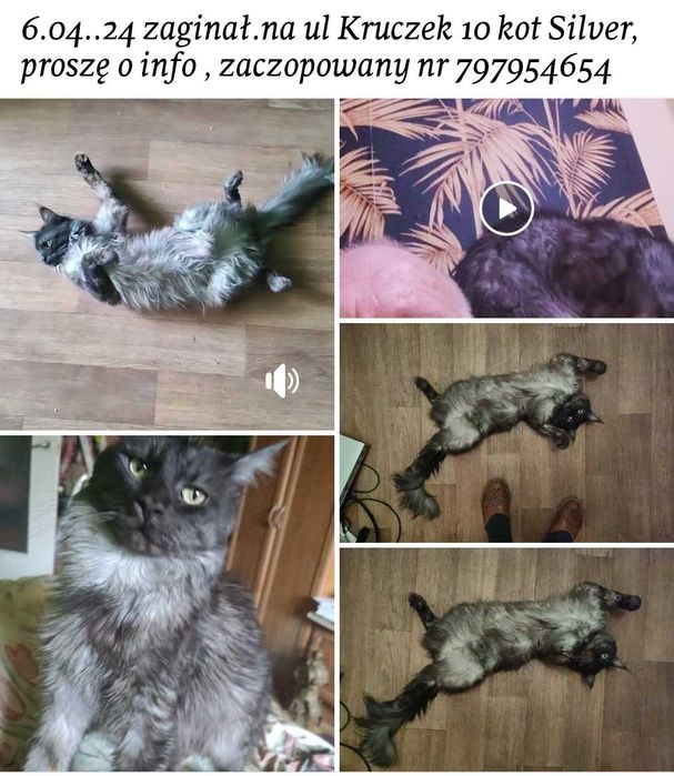 Zaginął kot MCO,zaczipowany