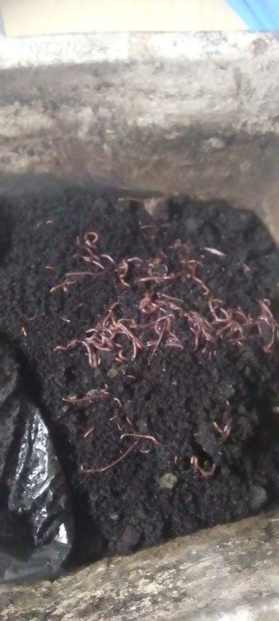 Дощовий хробакСтаратель