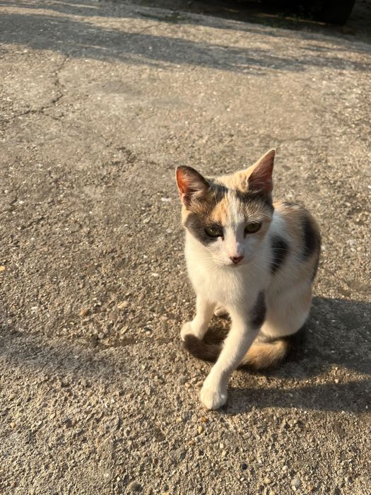 Gatos para adoção