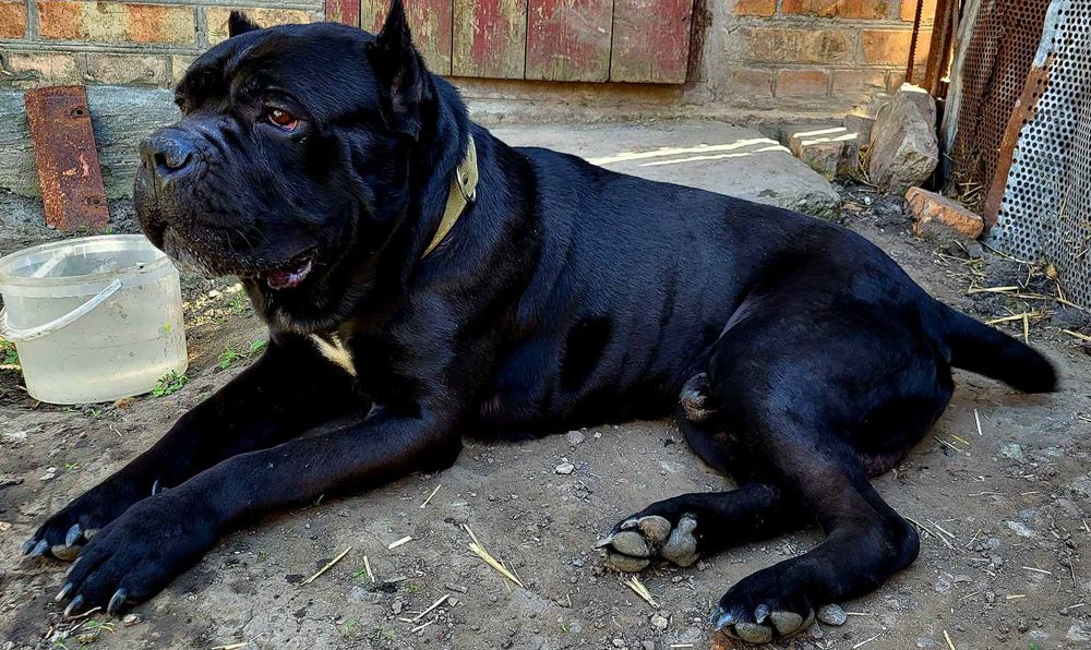 Вязка Кане корсо