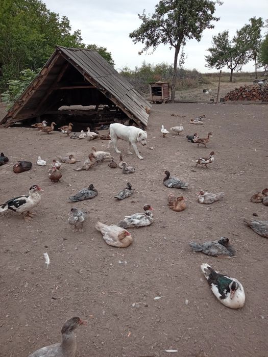 Продам уток разных возрастов