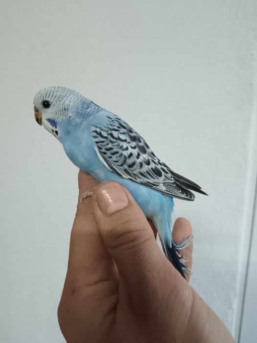 Turquoisene  pyrrhuras  piriquitos domésticados