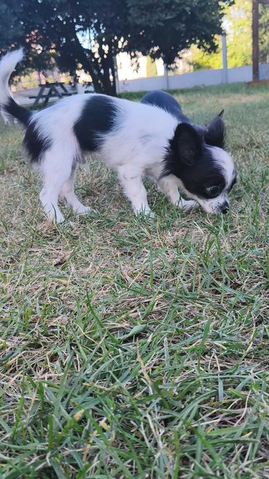 Chihuahua długowłosy chłopiec.