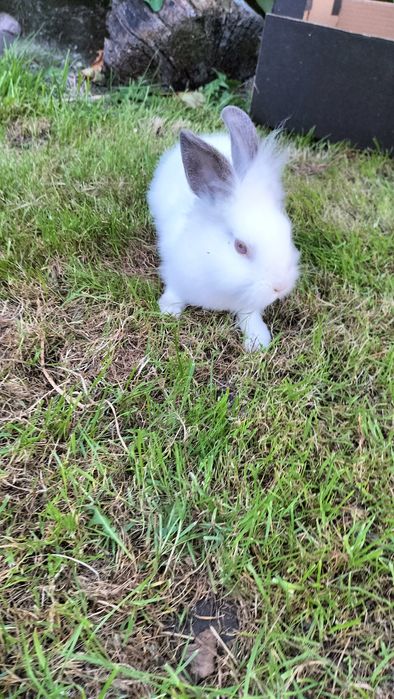 Króliki miniaturki 3sztuki ,