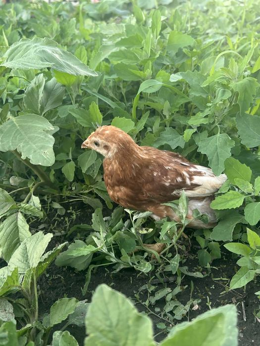 Продам підрощіх курочек!