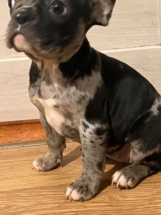 Французькі бульдоги