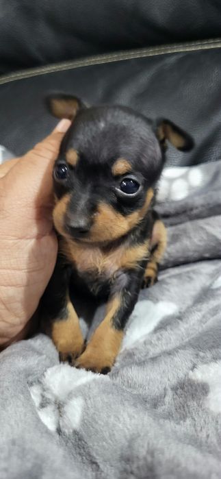 Pinscher meiguinho