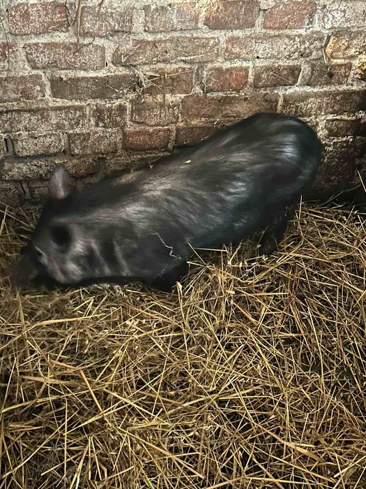 Продам кнура в'єтнамської породи. Хряк,готовий до спарювання..