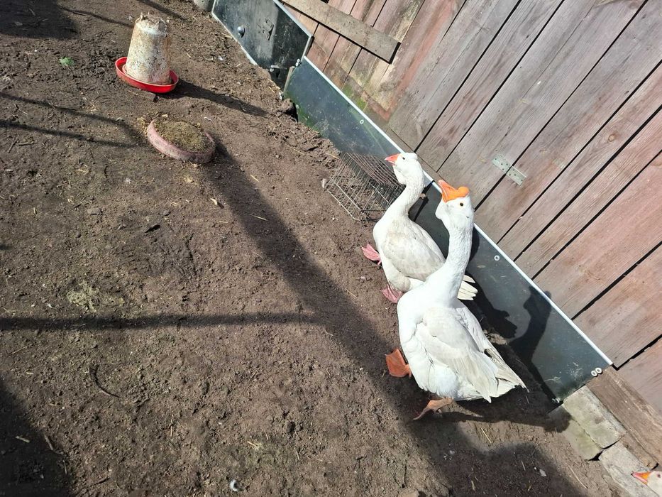 Sprzedam  Gęsi hołmogory Gęś landes kury Kochin olbrzymi