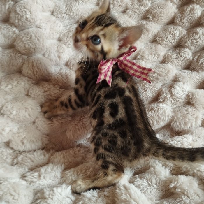 Продам Бенгальські кошенята