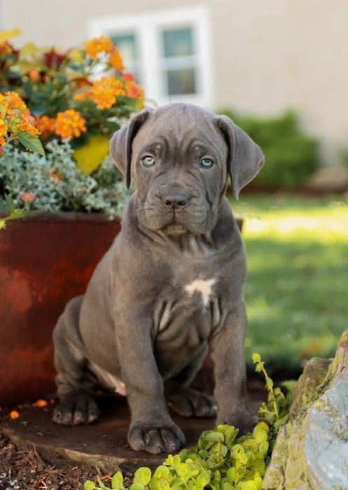 Онуки чемпіонів світу, Кане Корсо