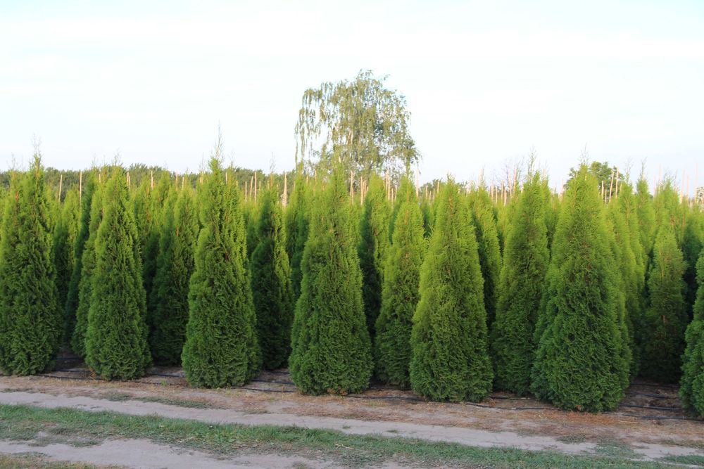 Thuja Smaragd Tuja Szmaragd 180-200 cm BARDZO WYSOKA JAKOŚĆ-PRODUCENT
