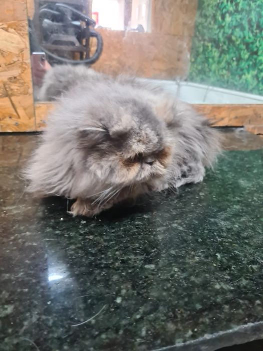 Linda gatinha Persa