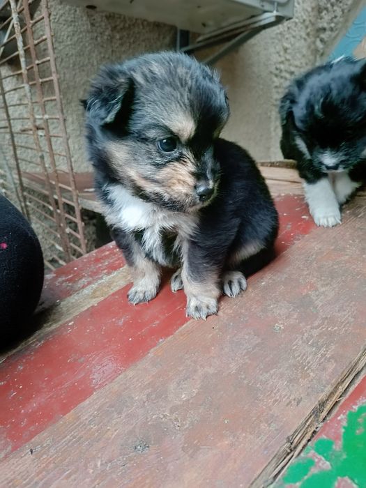 Щенки / В хорошие руки/ Подарю