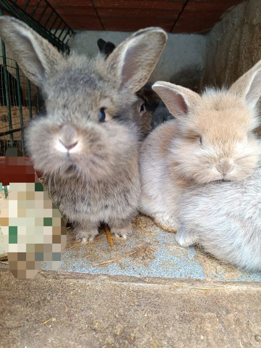 Coelhos anões peludos