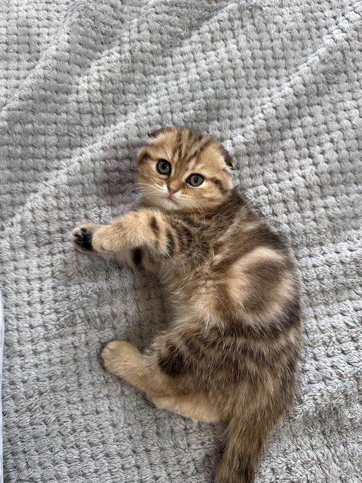 Шотландская кошка