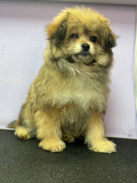 ПомаПу, 3 месяца, девочка