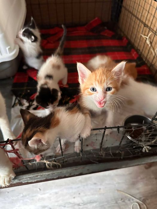 Gatinhos com 2 meses para adoção responsável