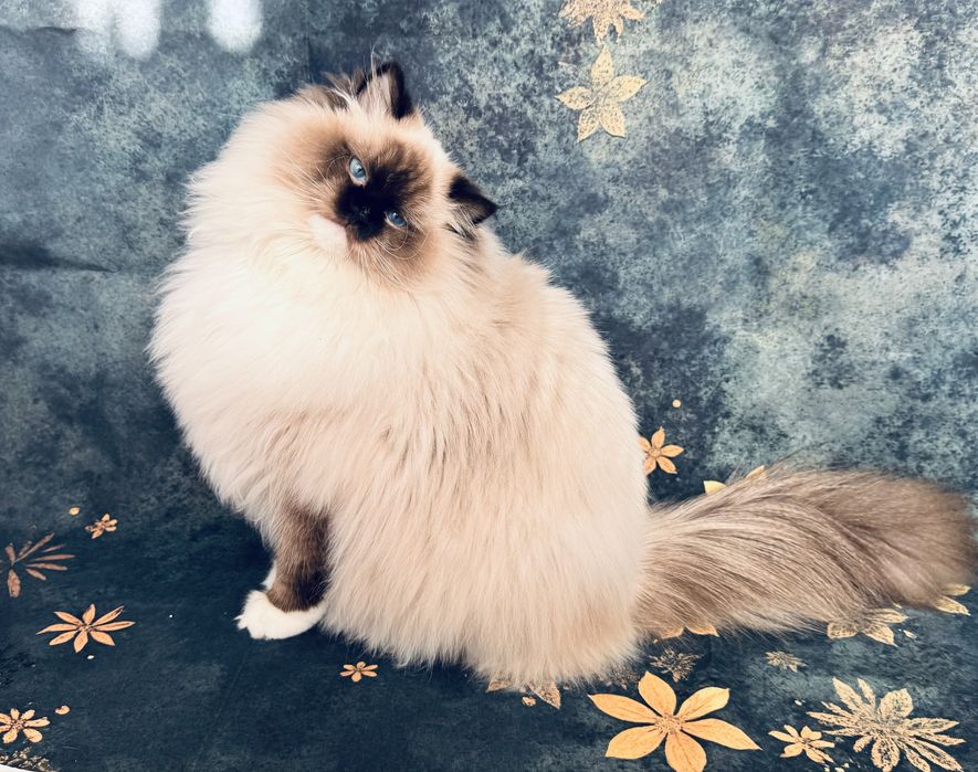 Ragdoll kocur hodowlano- wystawowy