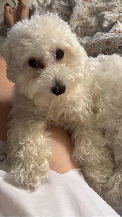 Bardzo Piękny  Maltipoo