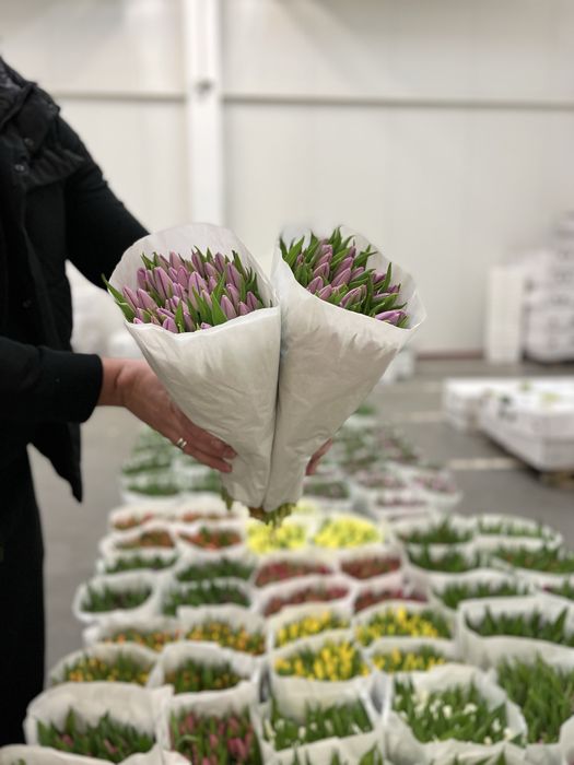 Тюльпан Голландія оптом від 500шт. ГалКвітПром.Тюльпан 8березня.