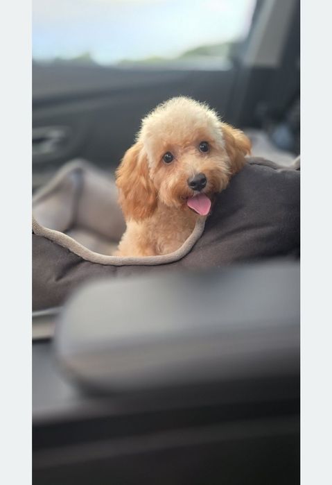 Cavapoo/ słodki chłopczyk