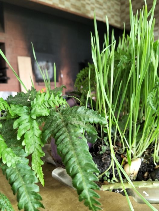 Vasos improváveis com plantas alusivas