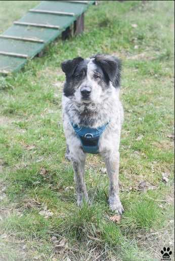 RASTON szuka odpowiedzialnego i doświadczonego opiekuna