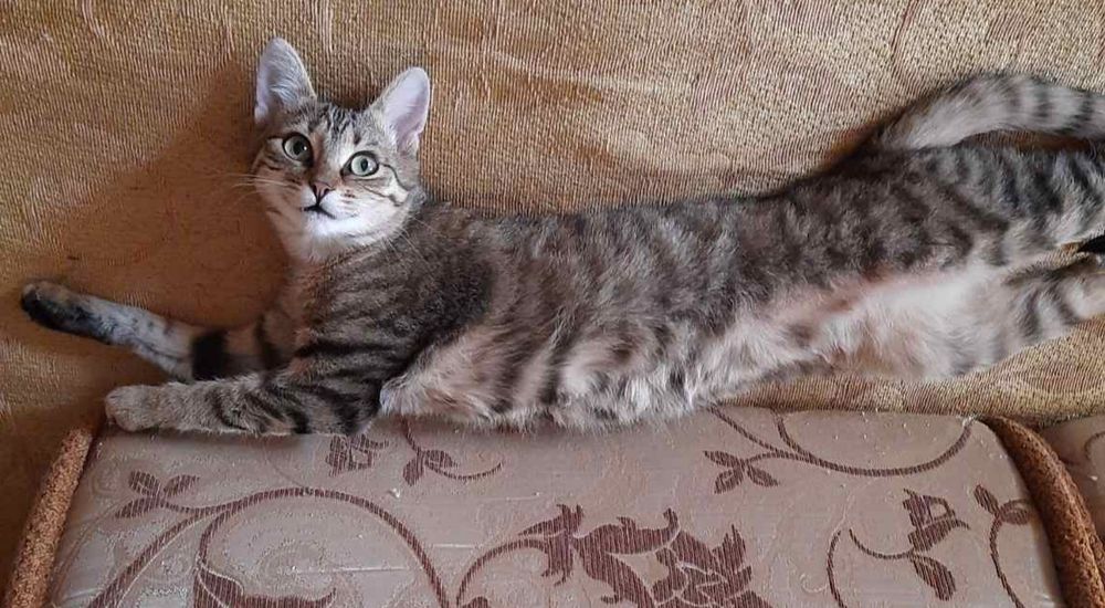 Молодая кошечка подросток