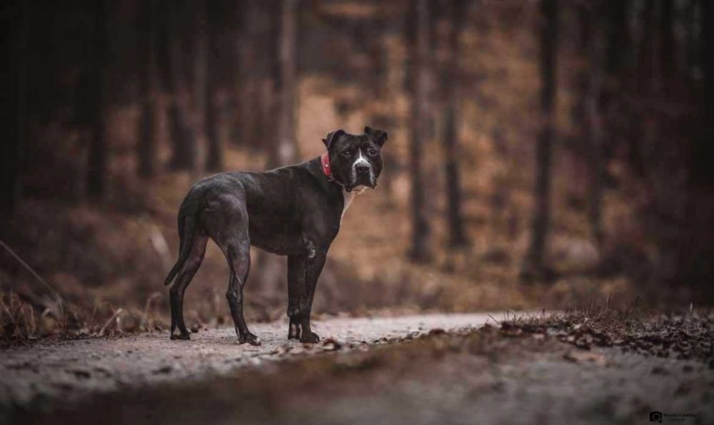 Porzucony ttb Taj; czy uda mu się znaleźć dom?