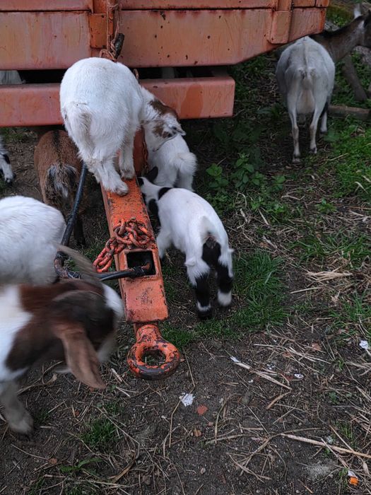 Cabras Anãs Machos e Fêmeas