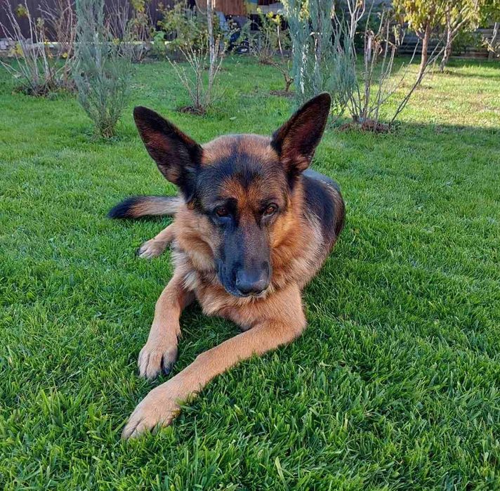 Пропоную для в'язки кобеля німецької вівчарки Київська обл.