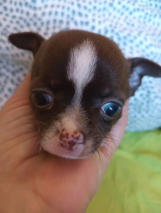 Chihuahua  macho chocolate