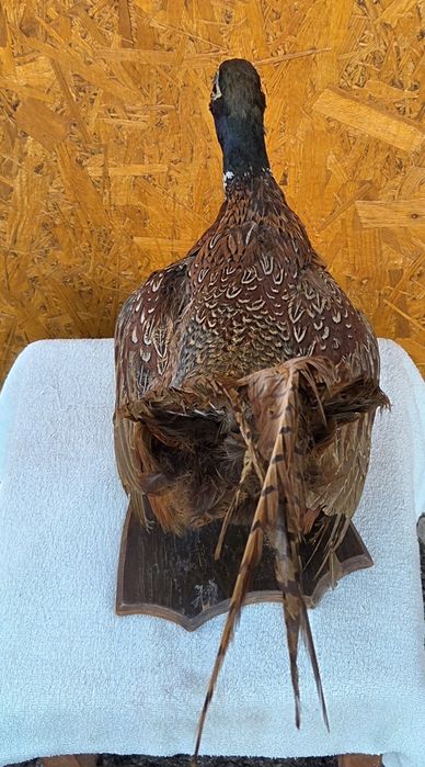 Продам Чучело фазана