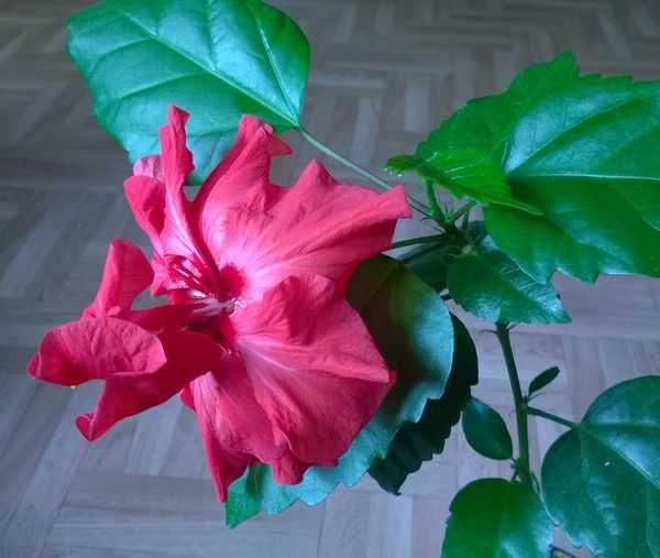 Róża chińska czerwona pełna hibiskus ketmia sadzonka