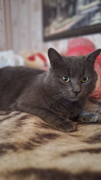 Дівчинка британка у хороші руки!