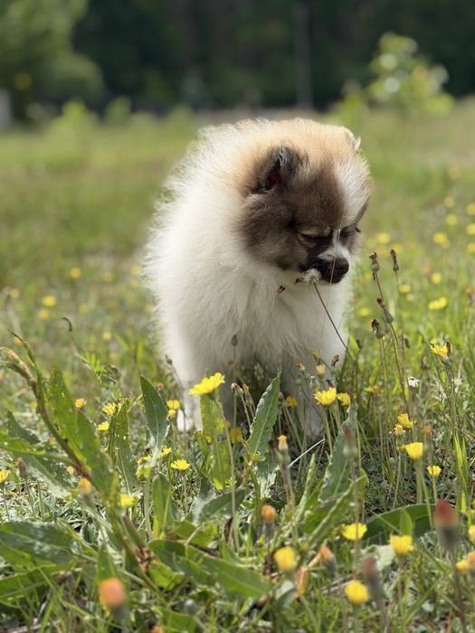 Szpic Miniaturowy Pomeranian pies odbior na juz cena do 9.06
