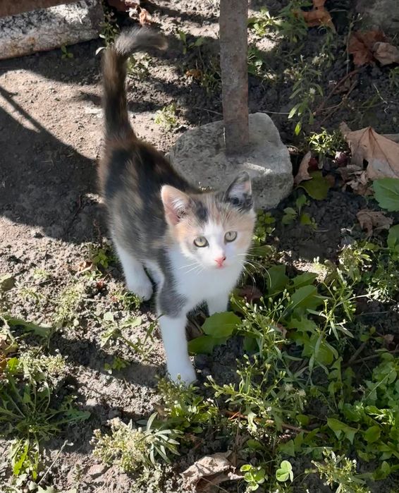 Котята ищут семью