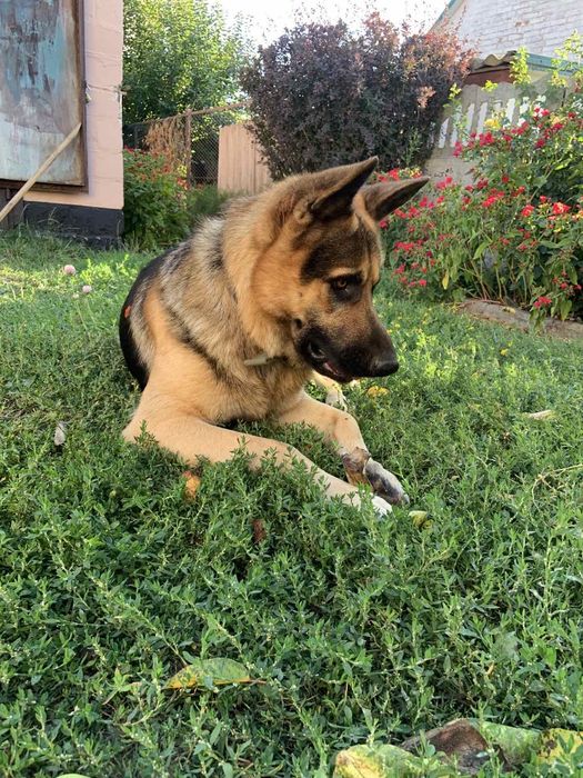 Німецька вівчарка в'язка