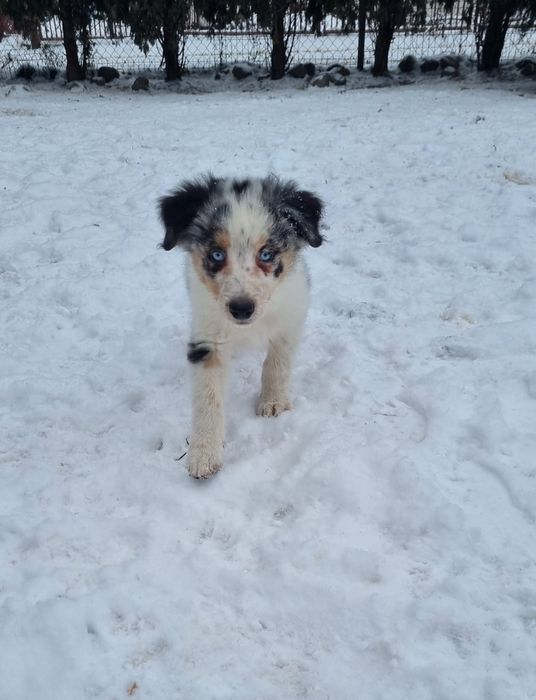 Border Collie piesek blue merle tricolor