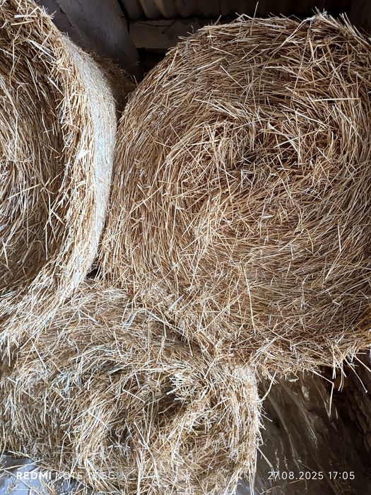 Солома тюкована пшенична продам