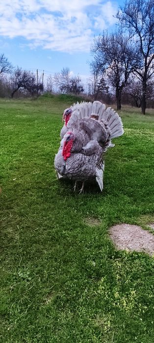 Індюки самці з можливою доставкою.