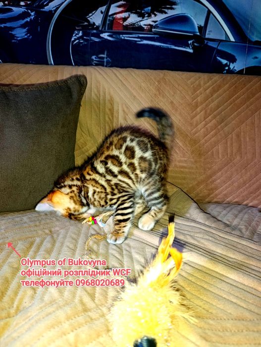 Маємо для Вас родина,  розкішних, леопардиків-бенгалят!